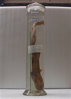 藏品(灰斑狗鯊)的圖片